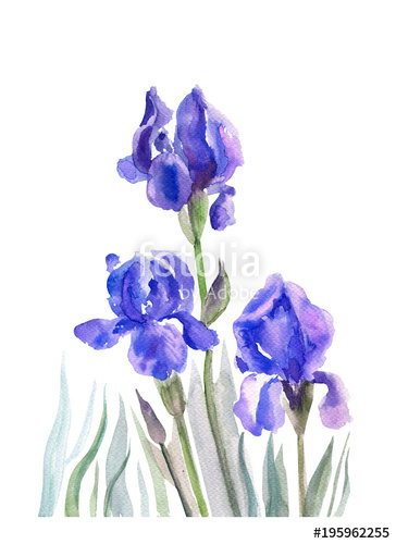 364x500 Watercolor Iris Flower, Bud Hand Drawn Botanical Illustration - Iris Flower Watercolor