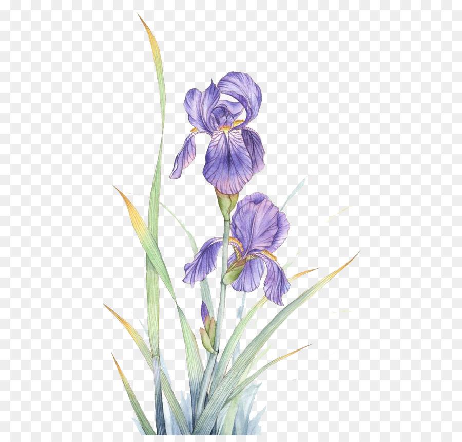 900x860 Watercolor Painting Violet Flower - Iris Flower Watercolor