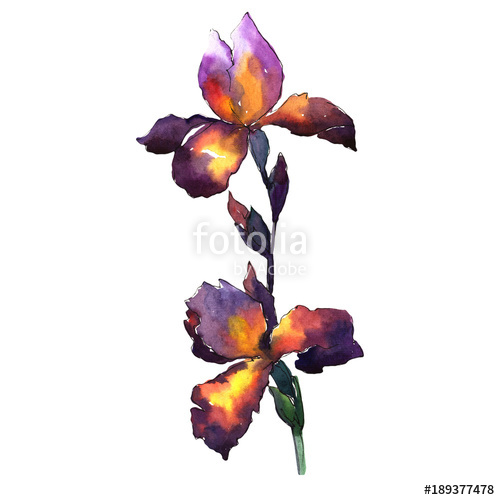 500x500 Wildflower Iris Flower In A Watercolor Style Isolated. Full Name - Iris Flower Watercolor