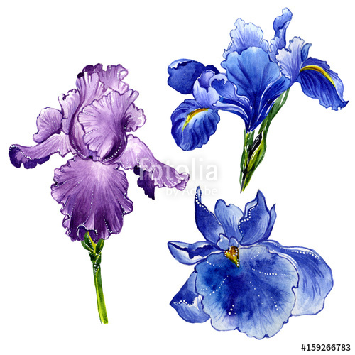 500x500 Wildflower Iris Flower In A Watercolor Style Isolated. Stock - Iris Flower Watercolor