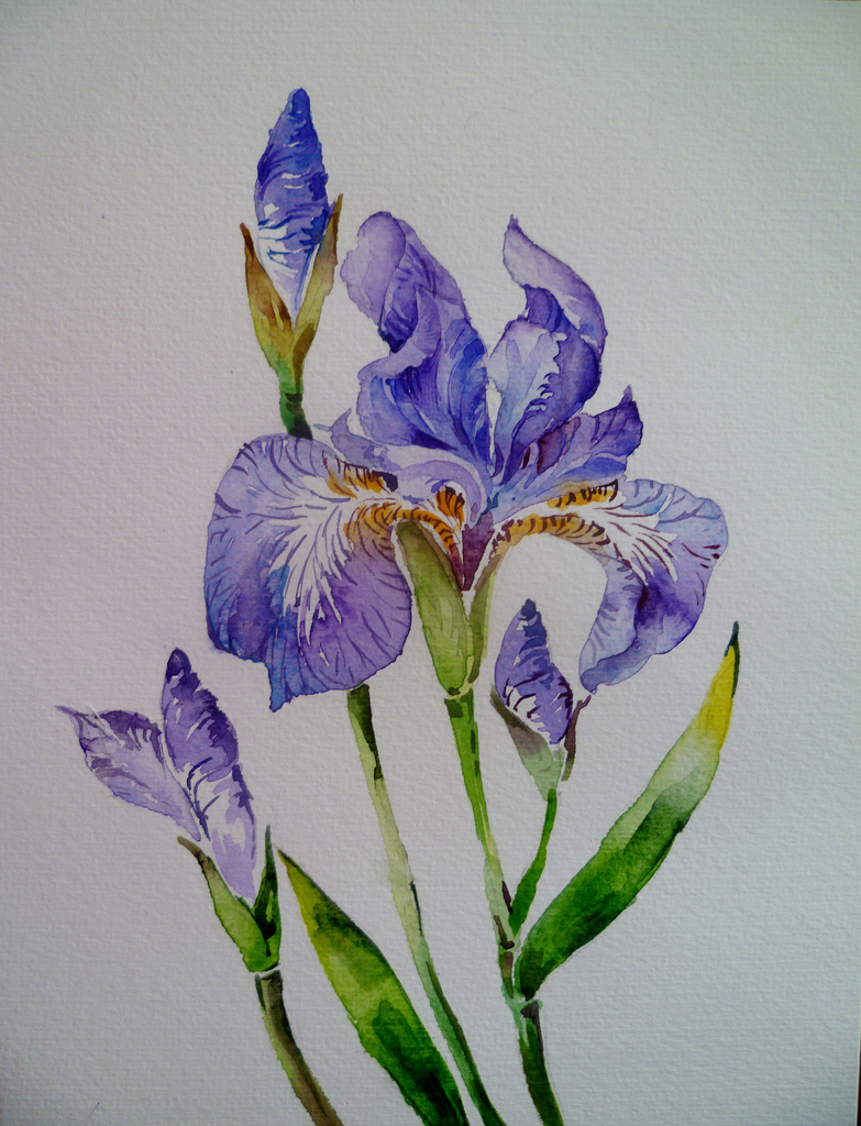 Iris Flower Watercolor at PaintingValley.com | Explore collection of ...