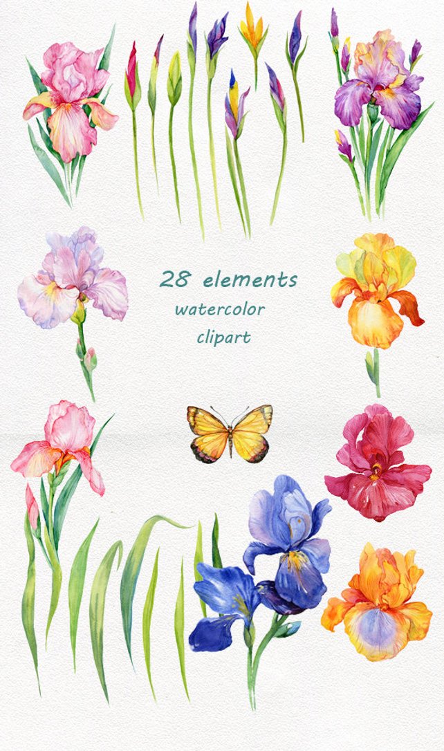 642x1086 Iris Flowers. Watercolor Clipart28 Elements In Png Etsy - Iris Flower Watercolor
