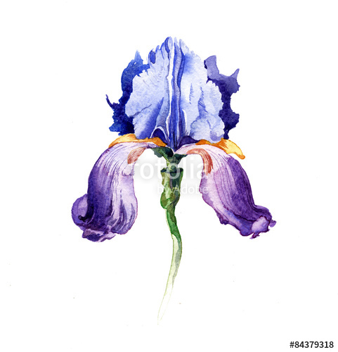 481x500 The Iris Flowers Watercolor Isolated On The White Background - Iris Flower Watercolor
