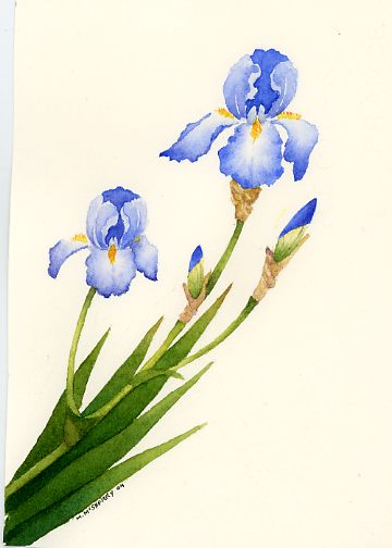 360x504 Blue Iris Flower Paintings - Iris Flower Watercolor