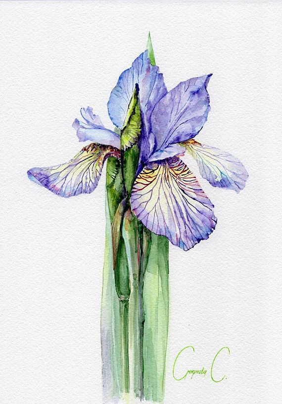 570x816 Iris, Flowers, Blue, Green, White, Watercolor Original Painting - Iris Watercolor