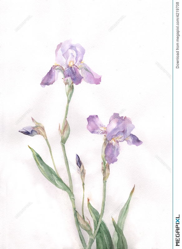 584x800 Iris Flowers Watercolor Painting Illustration 4219708 - Iris Watercolor