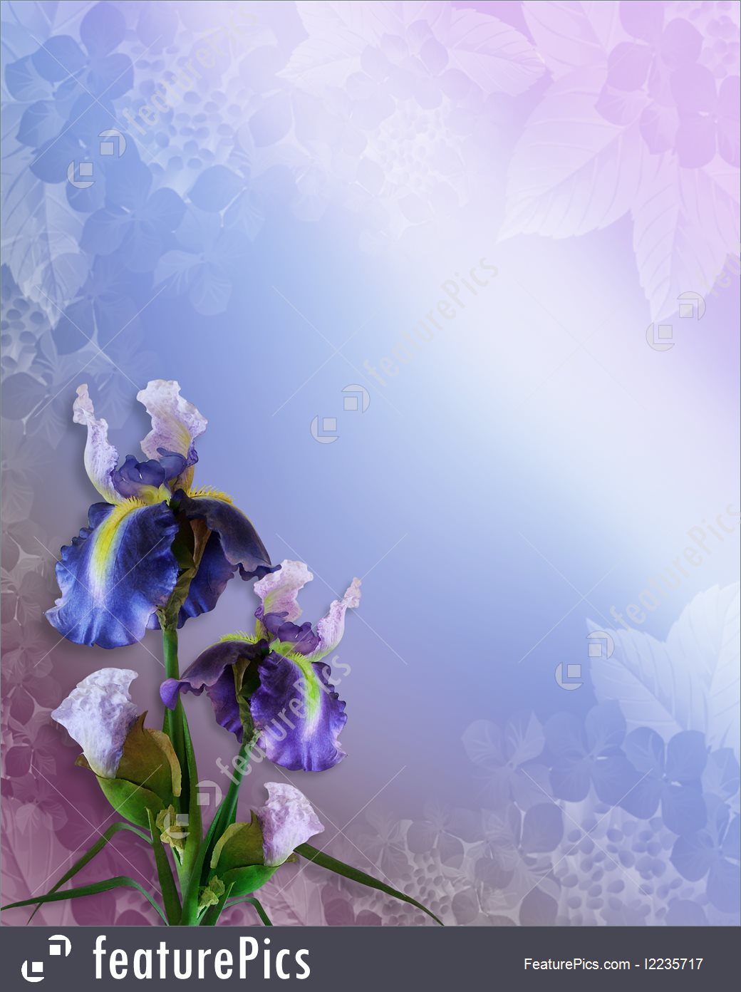 1040x1392 Iris Watercolor Floral Background - Iris Watercolor