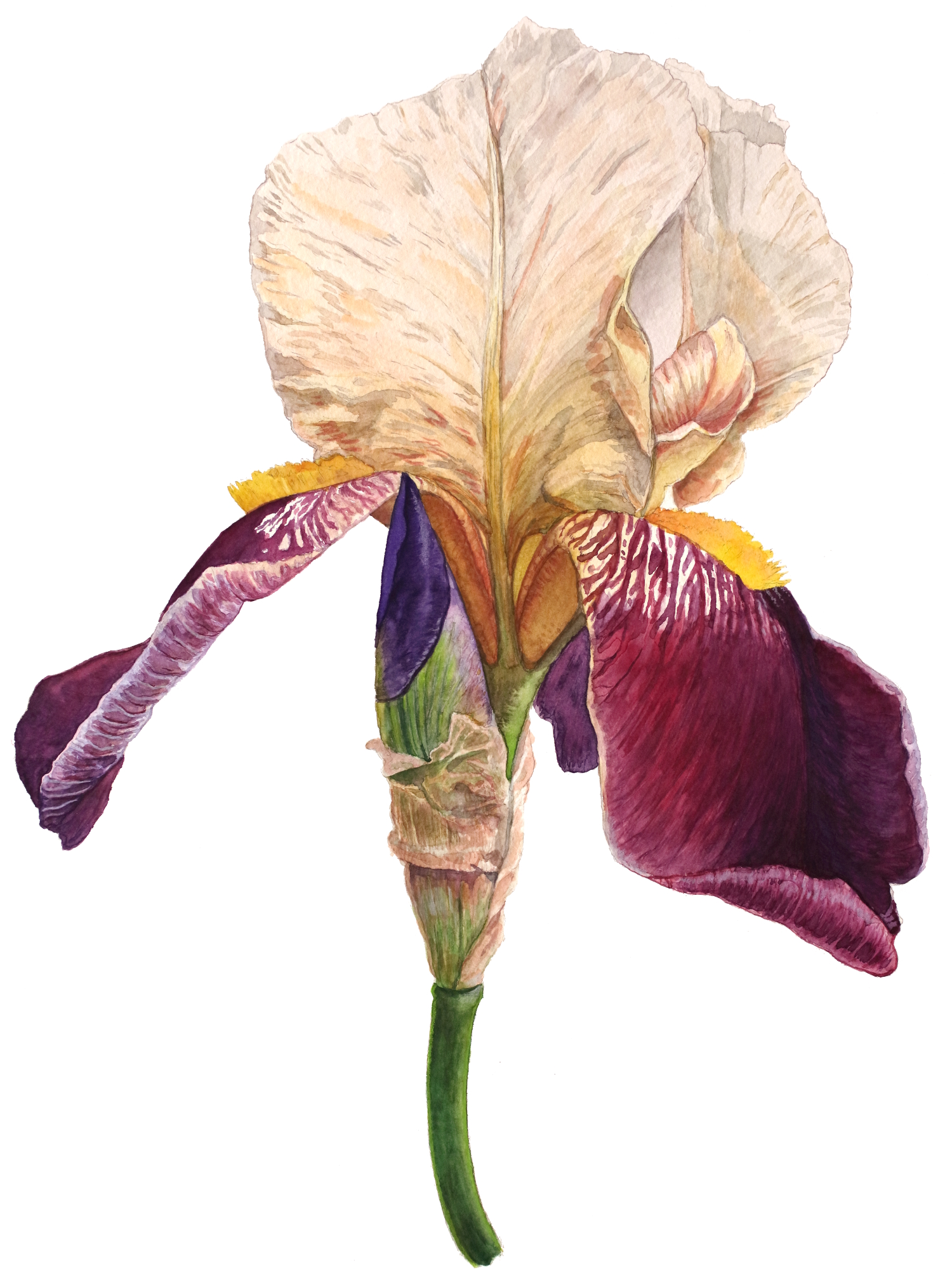 1500x2020 Iris Watercolor Illustrations - Iris Watercolor