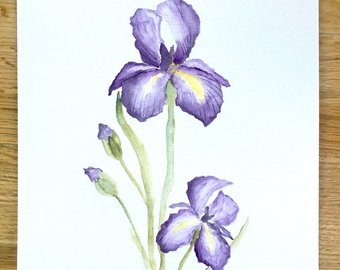 340x270 Iris Art Watercolor Painting Watercolor Iris Watercolor - Iris Watercolor