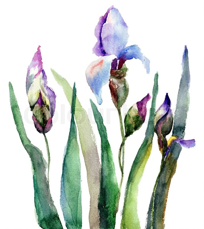 712x800 Iris Flowers, Watercolor Illustration Stock Photo Colourbox - Iris Watercolor