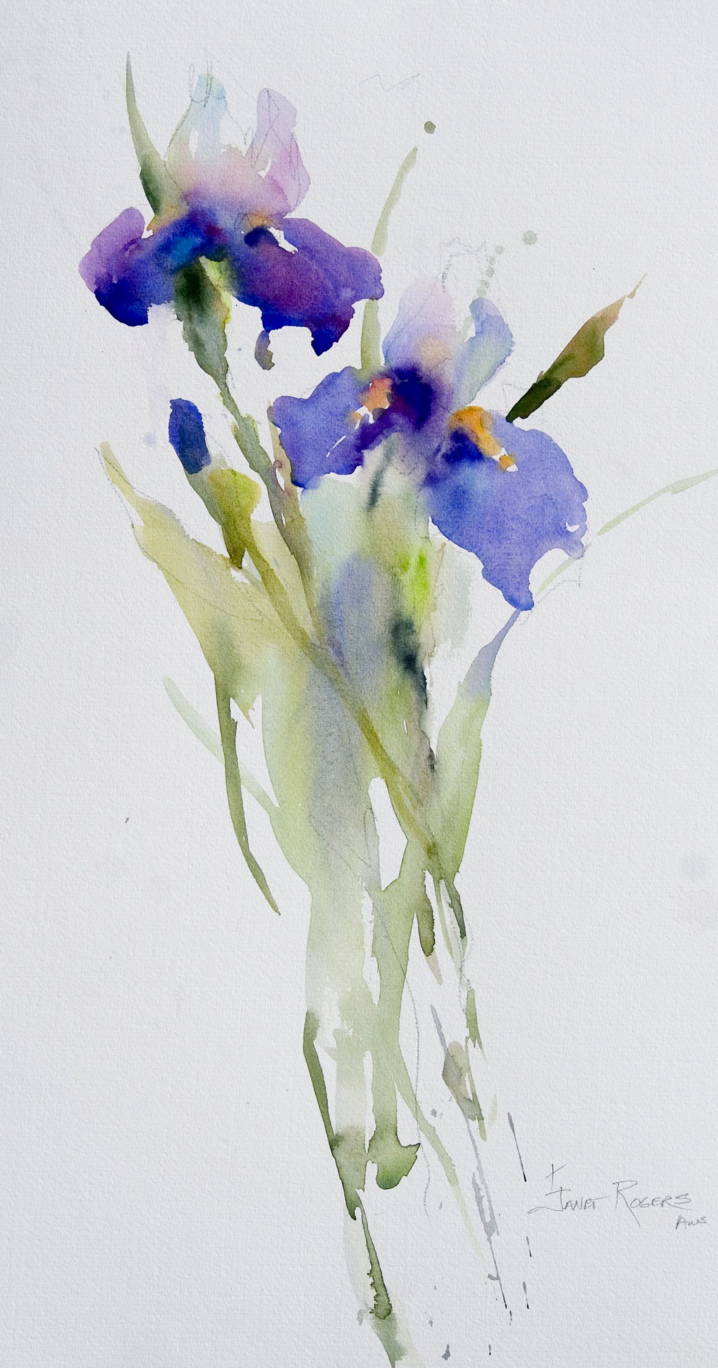 1414x2693 Janet Rogers Irises Watercolor In 2018 Iris - Iris Watercolor