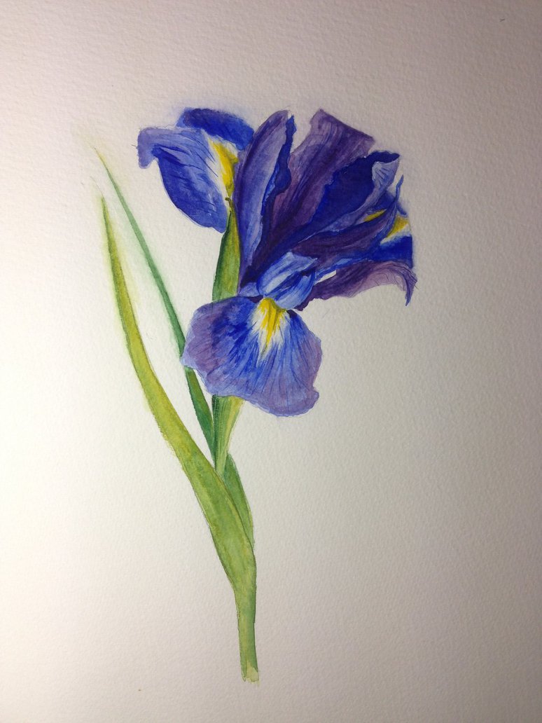 774x1032 Quick Iris Watercolour By Annanicolle - Iris Watercolor