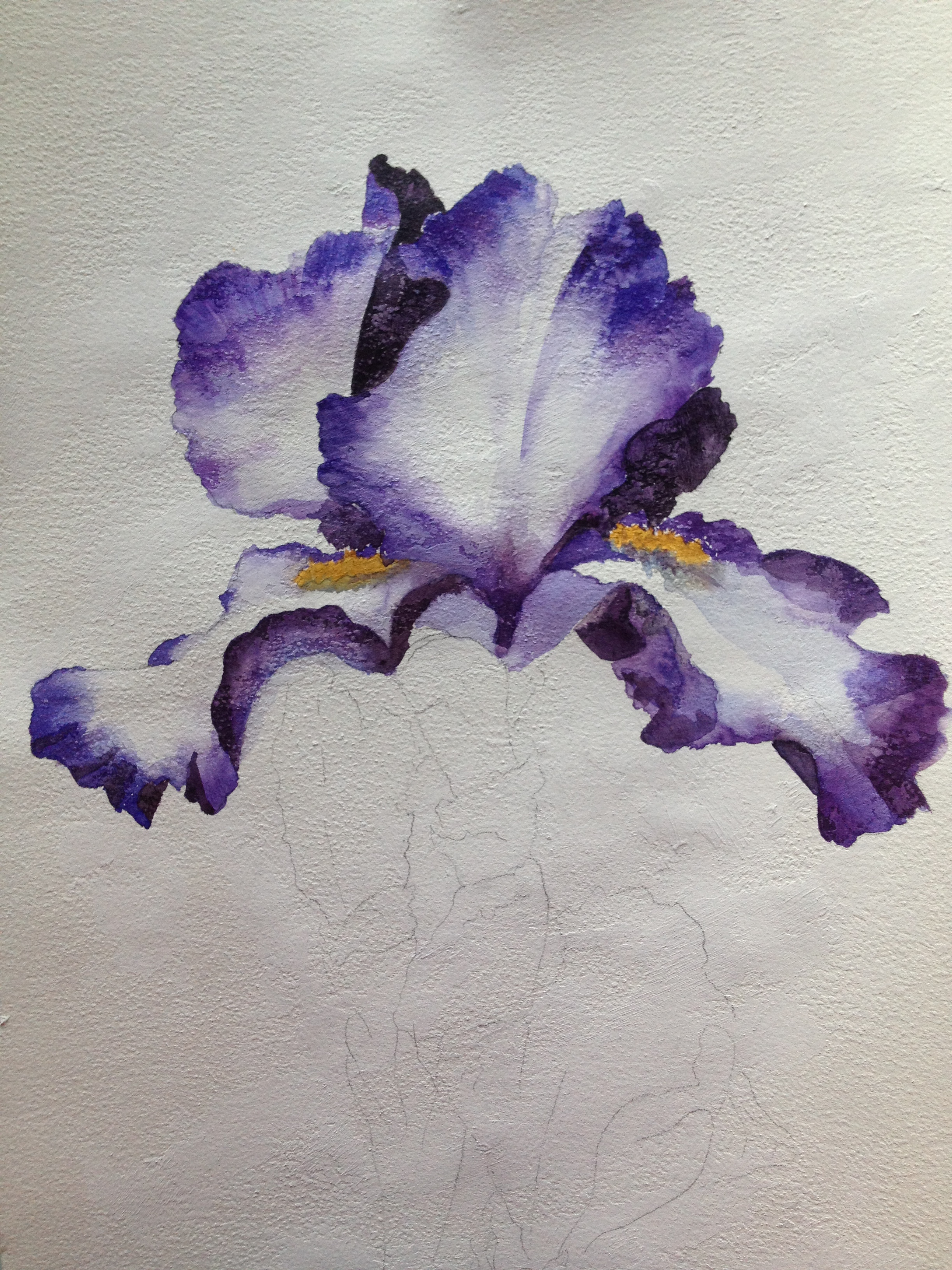 2448x3264 Watercolor Iris Saucy Noodle - Iris Watercolor