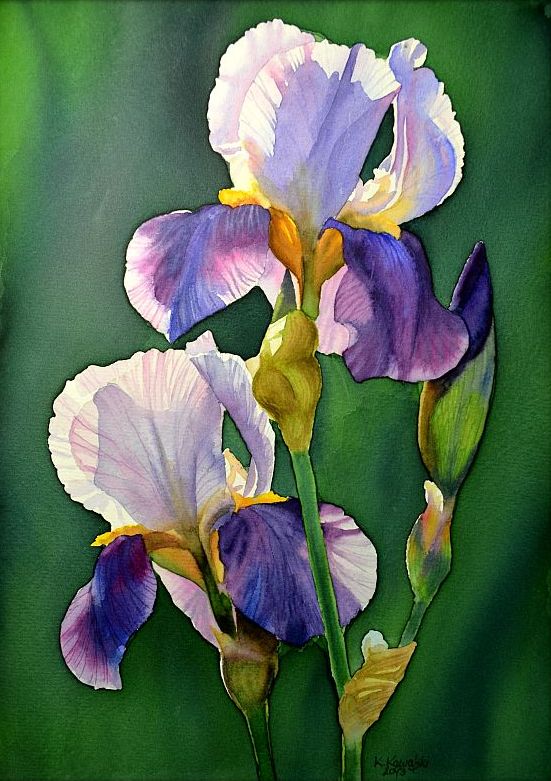 551x781 Watercolors By Krzysztof Kowalski Purple Iris - Iris Watercolor