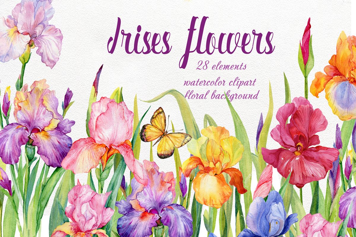 1200x800 Iris Flowers. Watercolor Clipart - Iris Watercolor