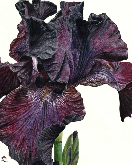 500x625 Gossamer Lane Fine Art Dark Purple Pearded Iris Watercolor Painting - Iris Watercolor