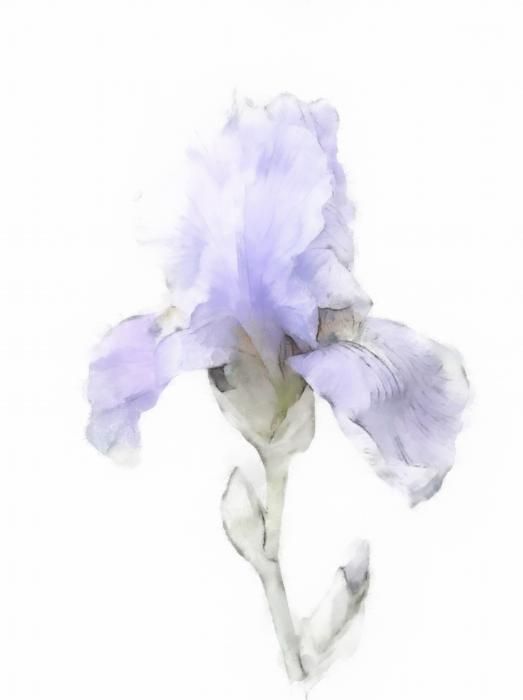 523x700 Soikea Iris Sapluunamaalaus Ostaa Verkosta Pagalveles - Iris Watercolor Tattoo