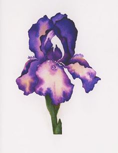 236x307 The 31 Best Purple Iris And Rose Tattoo Images Iris - Iris Watercolor Tattoo