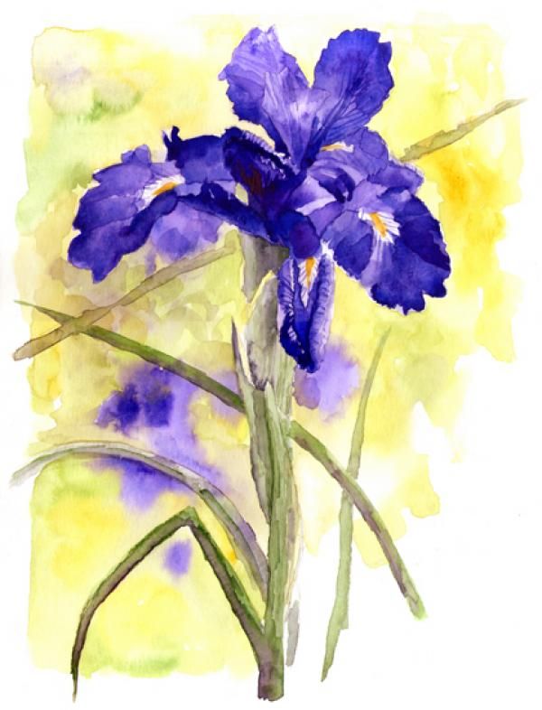 600x786 Watercolor Iris Tattoo Iris Latifolia, Nathalie Tatoos - Iris Watercolor Tattoo