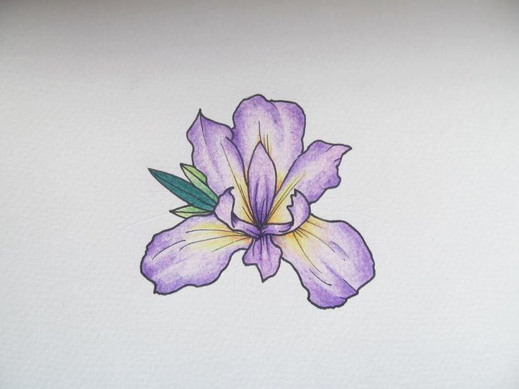 736x552 Best Iris Tattoos Design And Ideas - Iris Watercolor Tattoo