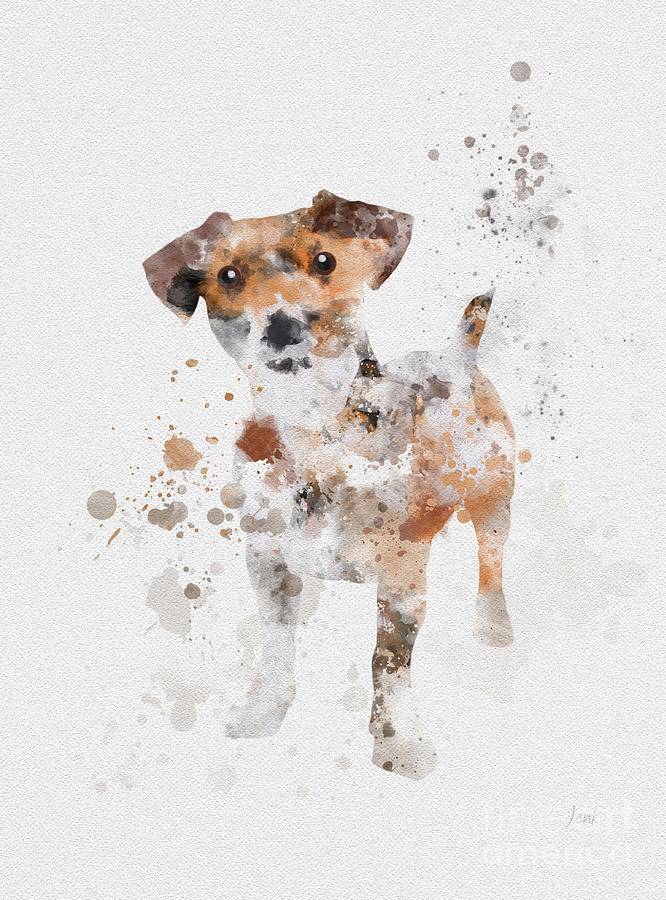 666x900 Jack Russell Terrier Mixed Media By Rebecca Jenkins - Jack Russell Watercolor