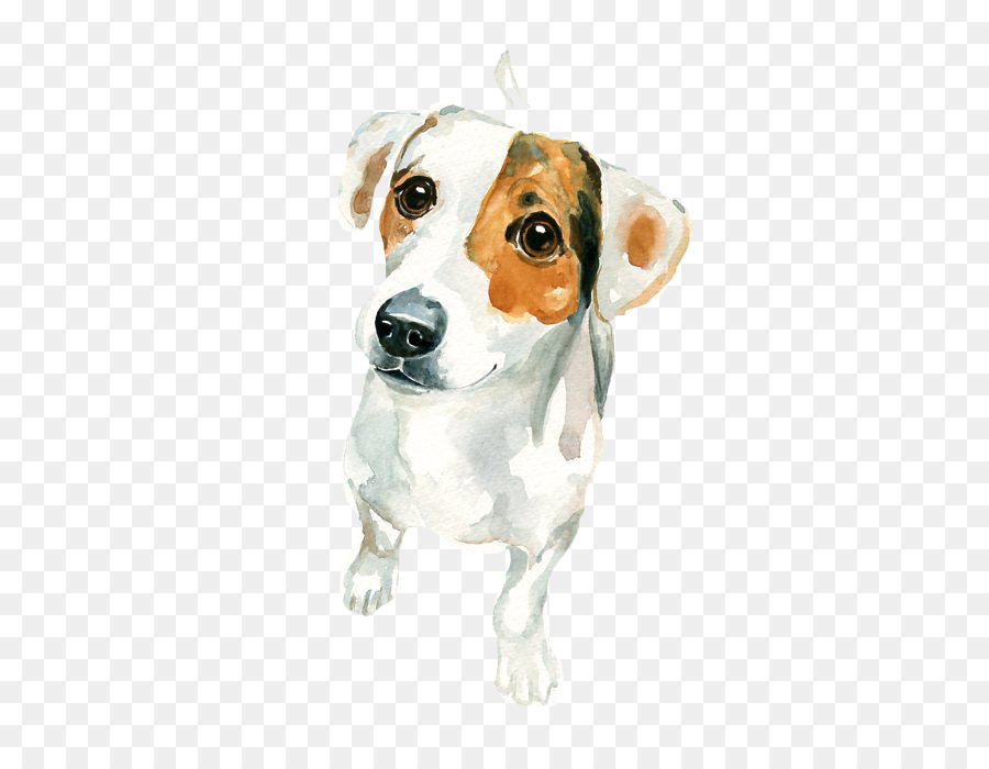 900x700 Jack Russell Terrier Watercolor Painting Art - Jack Russell Watercolor