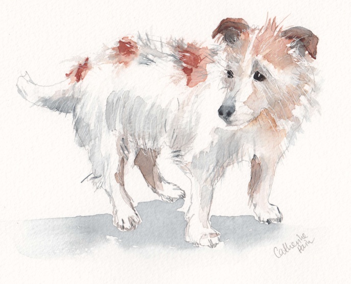 687x556 Rough Coated Jack Russell Catherine Pain - Jack Russell Watercolor