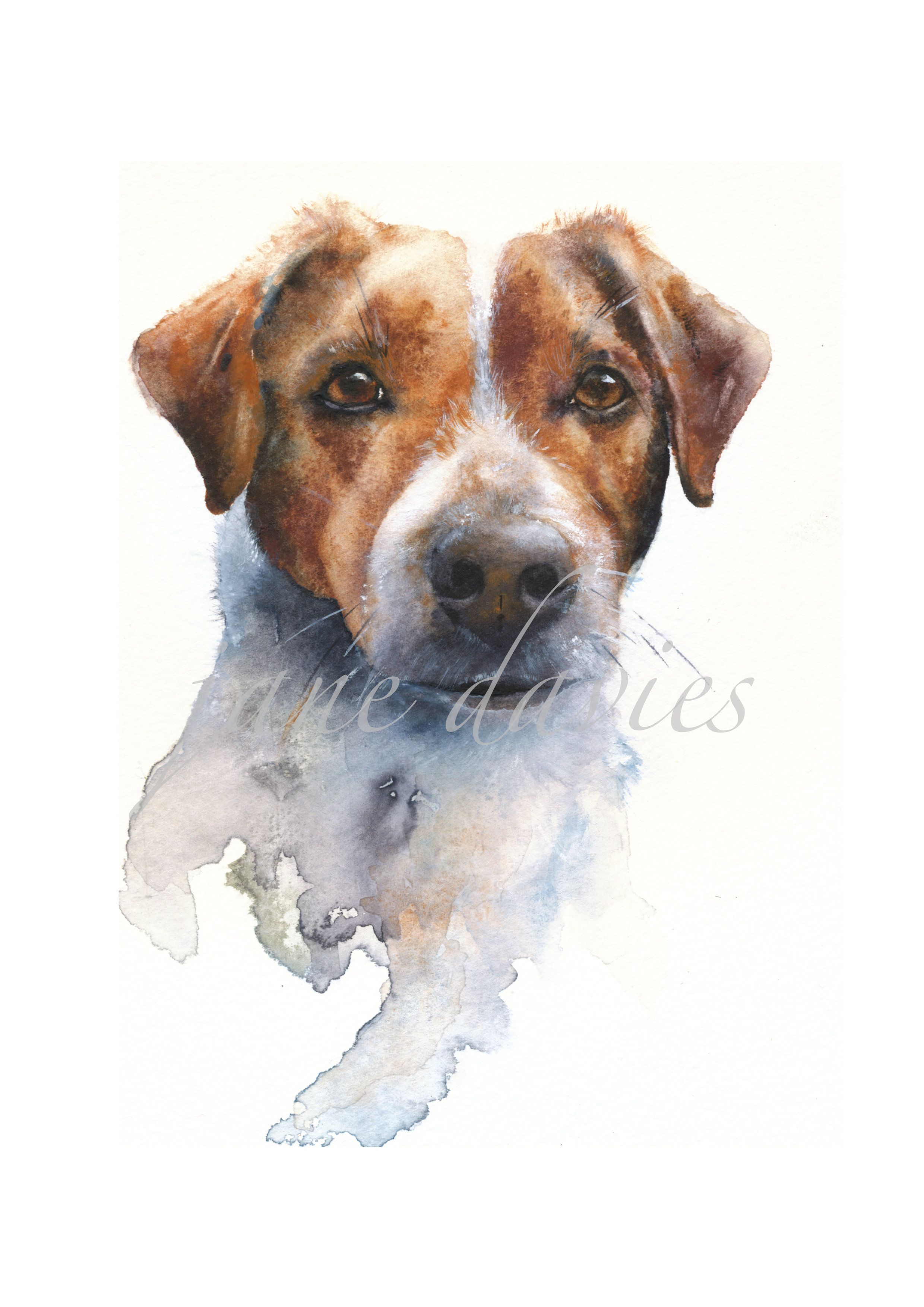 2480x3507 Jack Russell Terrier, A Watercolour Painting By Artist Jane Davies - Jack Russell Watercolor