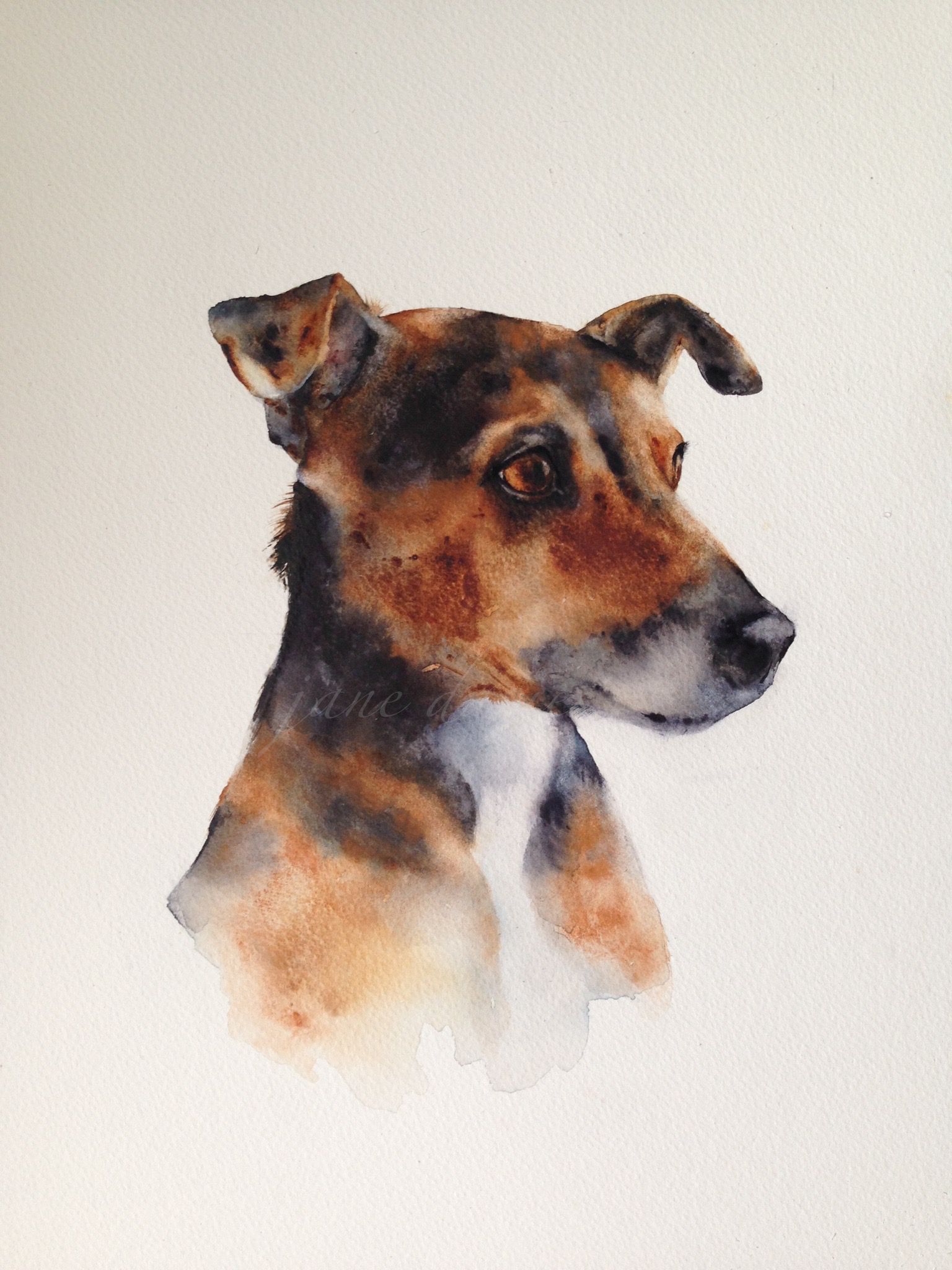 1536x2048 Jack Russell Terrier A Watercolour Painting By Artist Jane Davies - Jack Russell Watercolor
