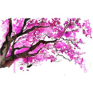 300x300 Japanese Cherry Tree Painting Japanese Cherry Blossom Tree - Japanese Cherry Blossom Watercolor