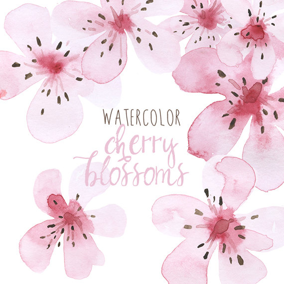 570x570 Watercolor Cherry Blossoms Clip Art, Clip Art Cherry Blossom - Japanese Cherry Blossom Watercolor