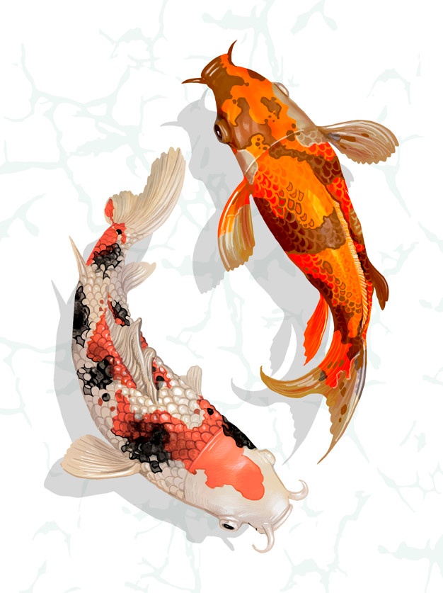 626x837 Koi Vectors, Photos And Psd Files Free Download - Japanese Koi Watercolor