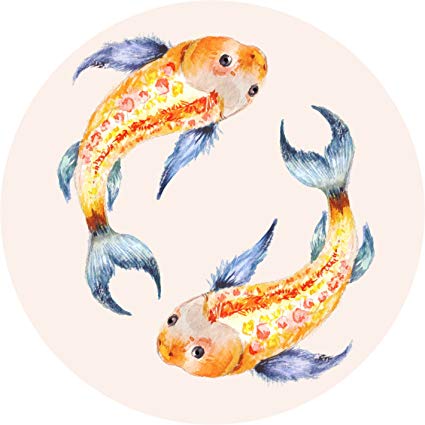 425x425 Pretty Colorful Japanese Yin Yang Koi Fish Watercolor - Japanese Koi Watercolor
