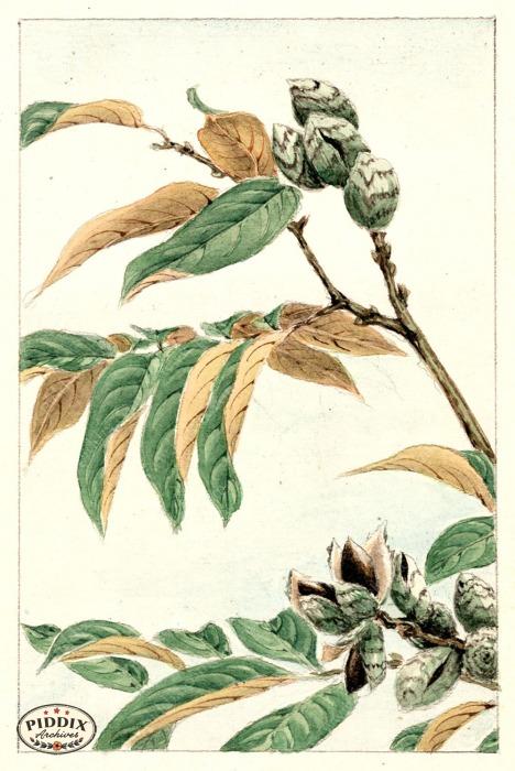 468x700 Pdxc5488 - Japanese Watercolor