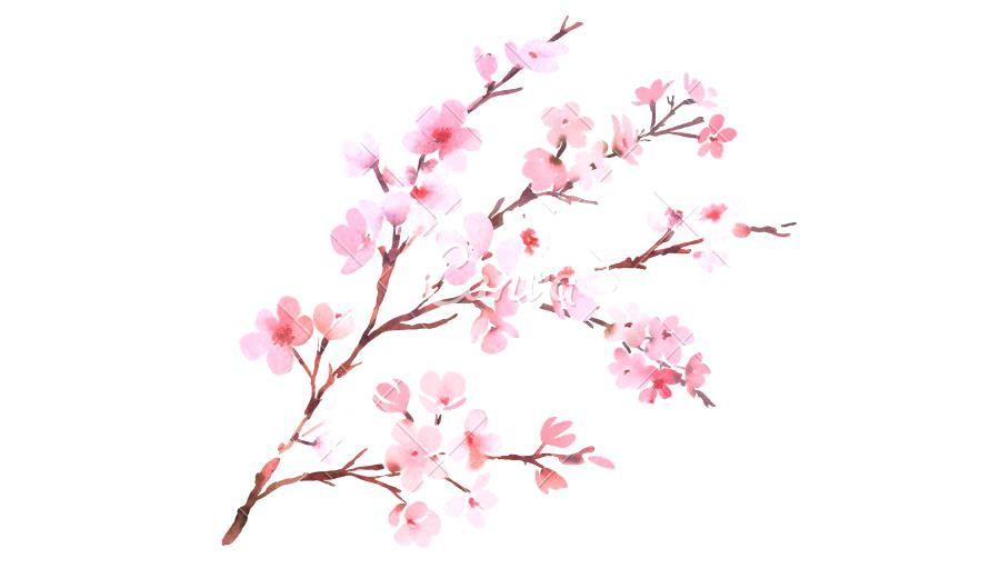 Japanese Watercolor Cherry Blossoms at PaintingValley.com | Explore