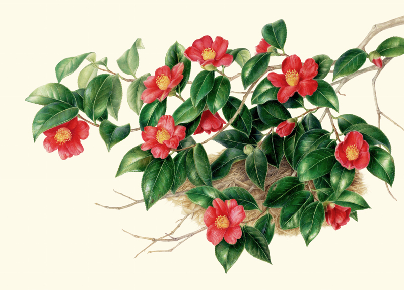 802x576 Botanical Art Worldwide - Japanese Watercolor Flowers