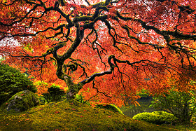 280x187 Japanese Maple Tree - Japanese Watercolor Tree
