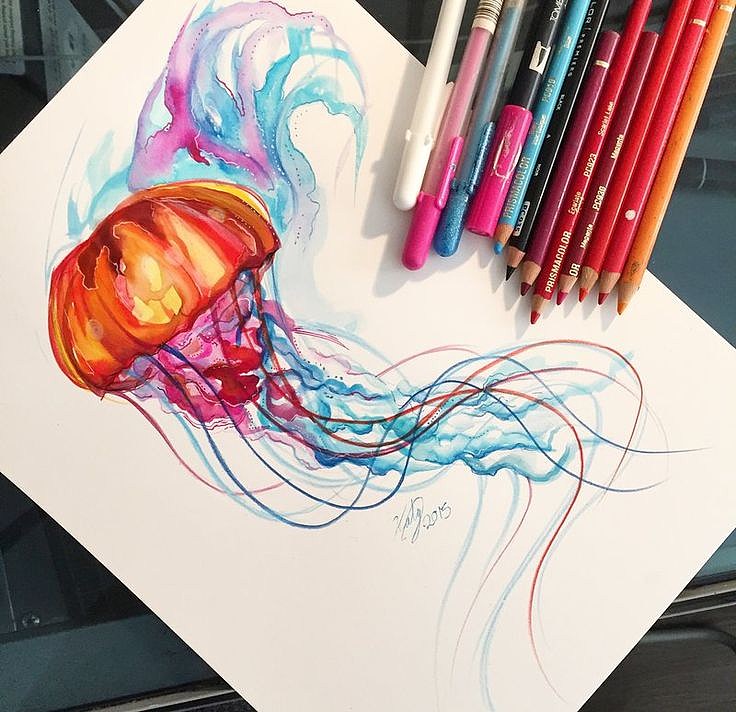 736x712 Jellyfish Watercolor Tattoo Sketch - Jellyfish Watercolor Tattoo