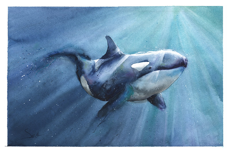 800x533 Killer Whale Watercolor Print Watercolor Animal Paintings - Killer Whale Watercolor