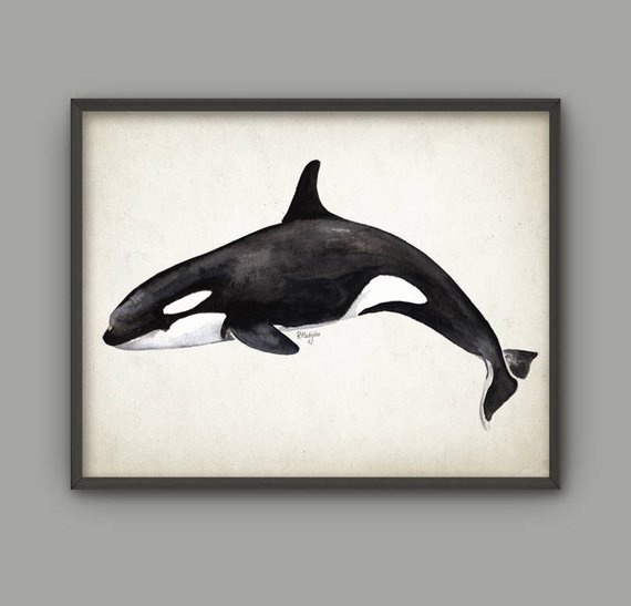 570x547 Killer Whale Watercolor Wall Art Poster Orca Whale Art Print Etsy - Killer Whale Watercolor
