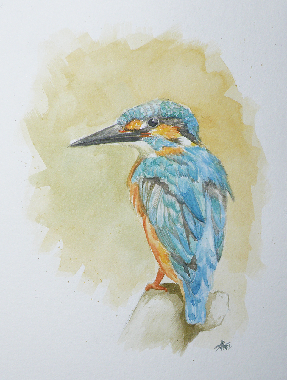 964x1275 Kingfisher Watercolor Painting Illustrations Online Store - Kingfisher Watercolor