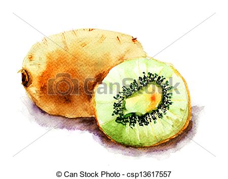 450x354 Kiwi Fruit, Watercolor Ilustration. - Kiwi Watercolor