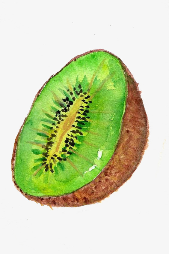 564x846 Watercolor Kiwi, Watercolor Clipart, Kiwi Clipart, Kiwi Material - Kiwi Watercolor