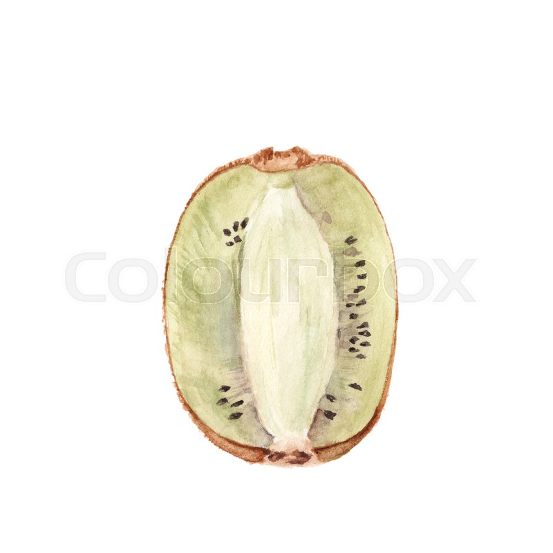 800x800 Watercolor Kiwi Fruit Isolated On White Background. Botany - Kiwi Watercolor