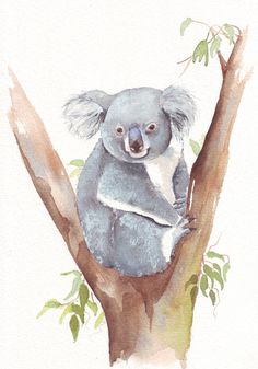 236x337 91 Best Koala Art Images Koala Bears, Koalas And - Koala Watercolor