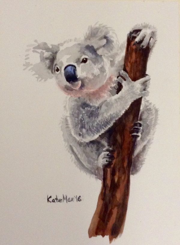 600x817 Koala - Koala Watercolor