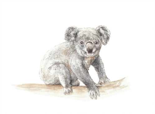 498x366 Koala Watercolor Print 8.5x11 Limited Edition Signed - Koala Watercolor