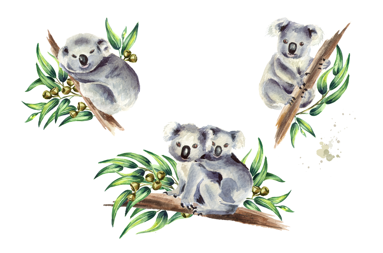 1251x826 Koala. Watercolor Collection - Koala Watercolor