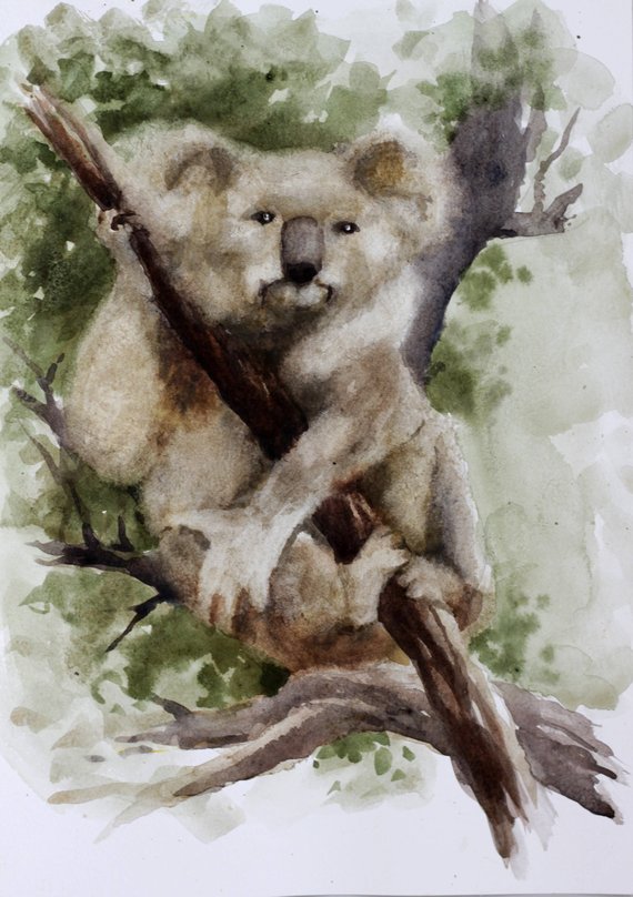 570x808 Wildlife Animal Gift Koala Watercolor Painting Koala - Koala Watercolor
