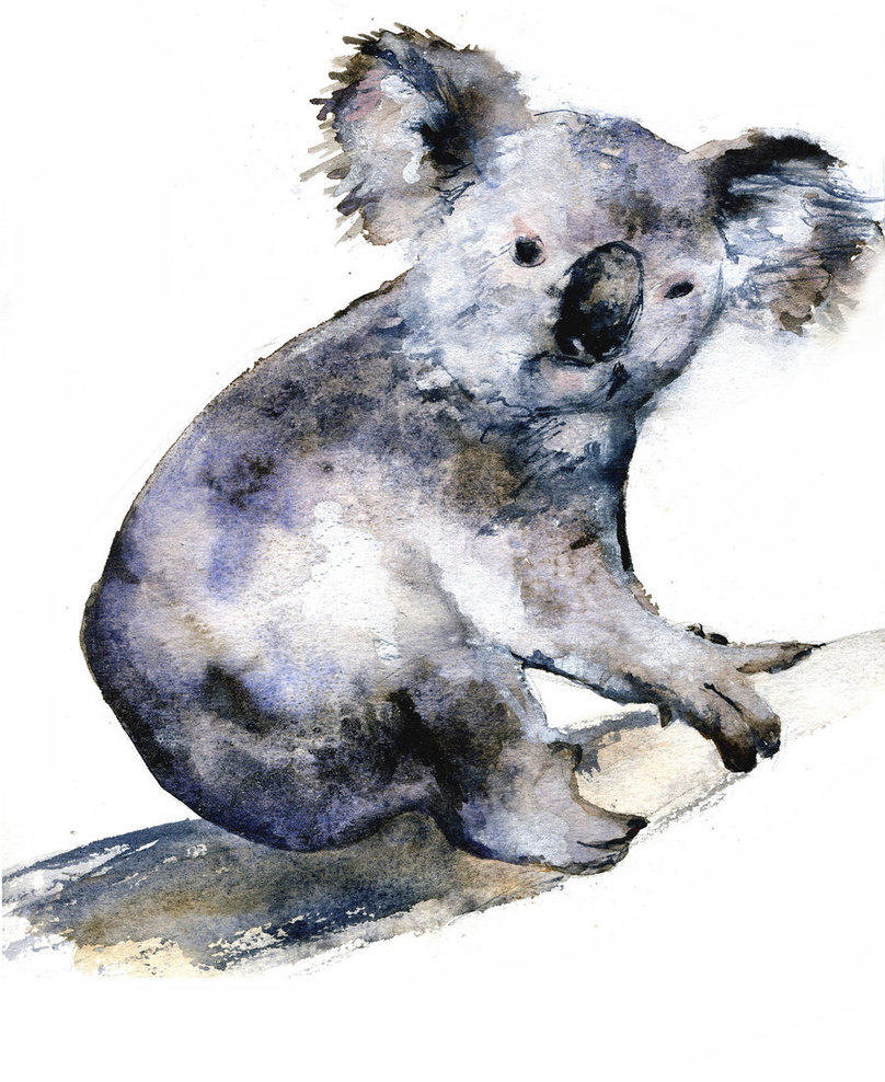808x988 Koala Watercolor Sketch By Bigredsharks - Koala Watercolor